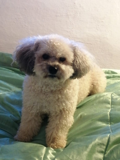 Toby