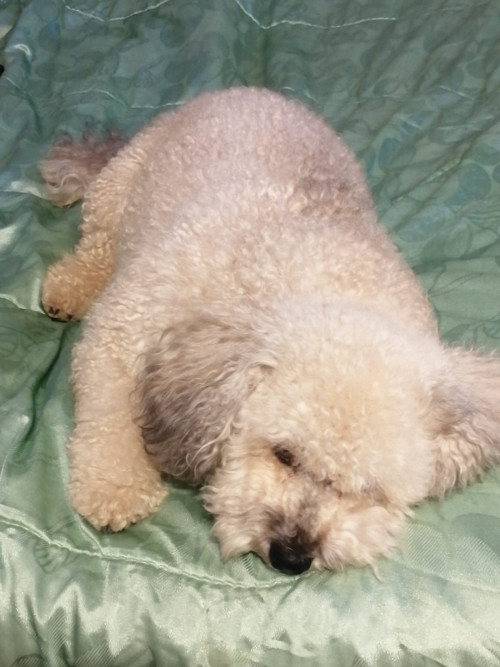 Toby