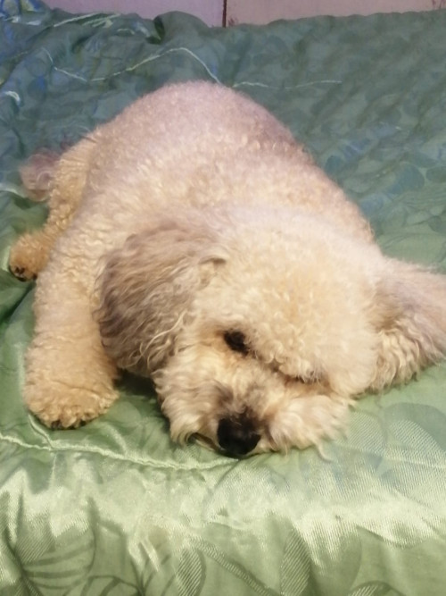 Toby