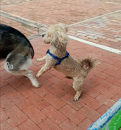 Toby