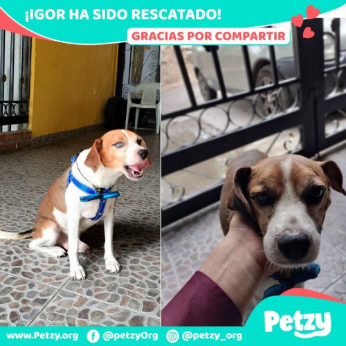 Foto de mascota Igor