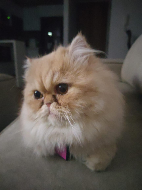 Mia