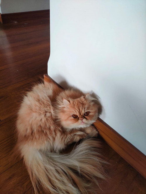 Mia