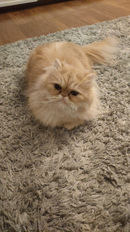 Mia