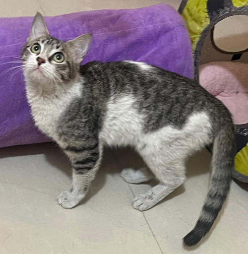 Michi