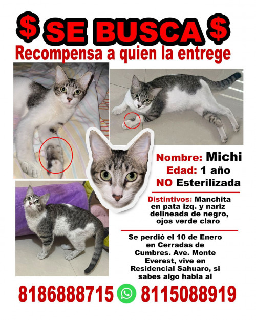 Michi