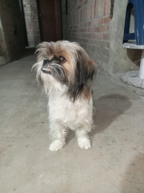 Milu
