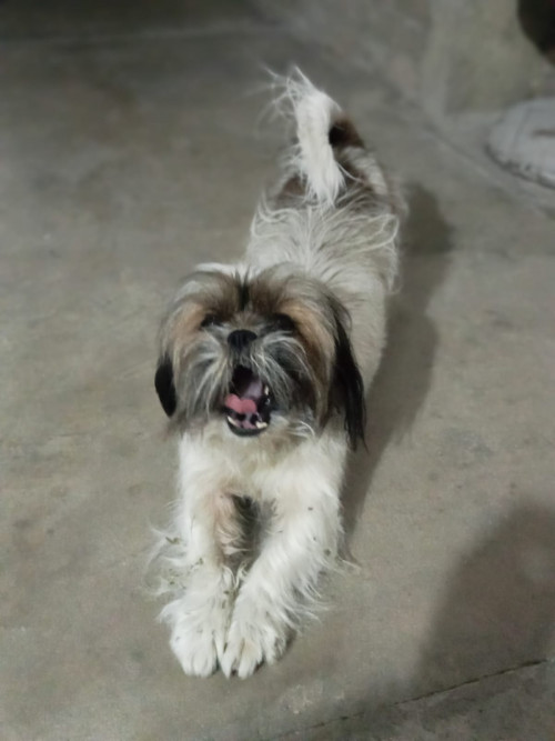 Milu