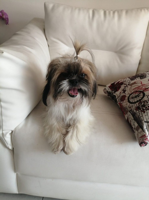 Milu