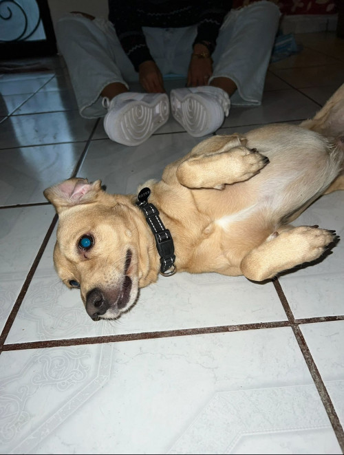 Kalua