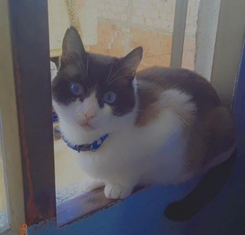 Michi O Gordo