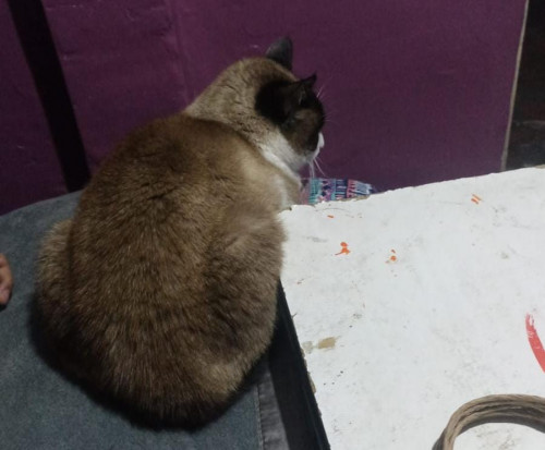Michi O Gordo
