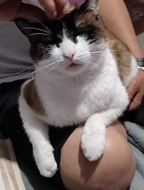 Michi O Gordo