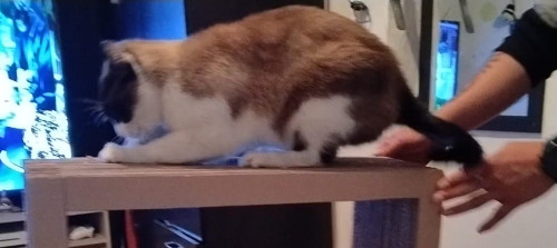 Michi O Gordo