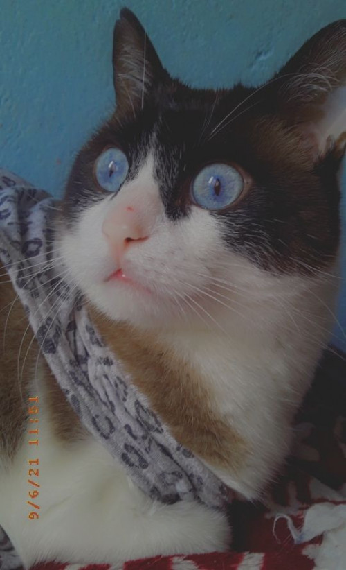 Michi O Gordo