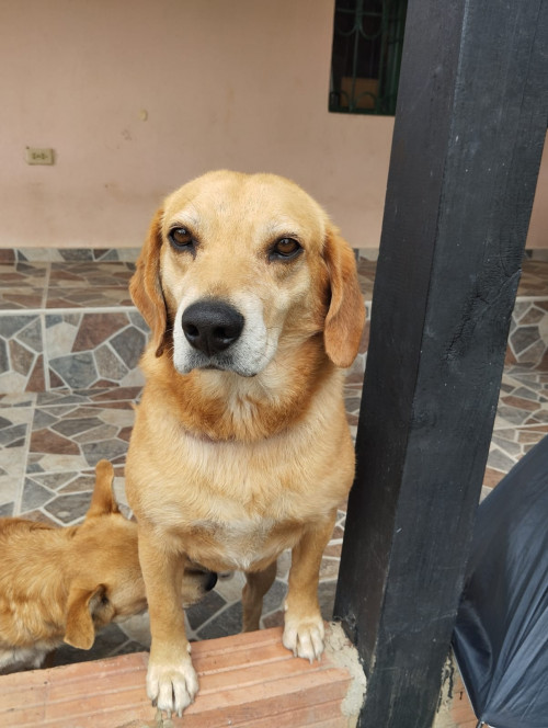 Cooper