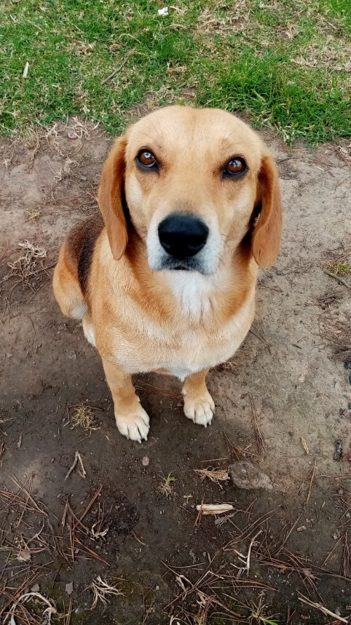Cooper