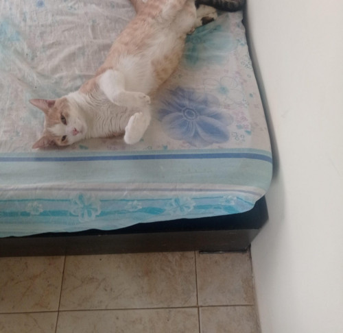 Jonas