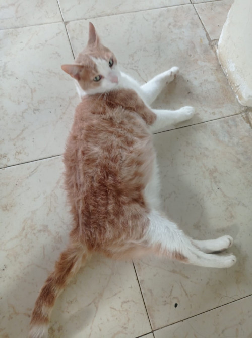 Jonas