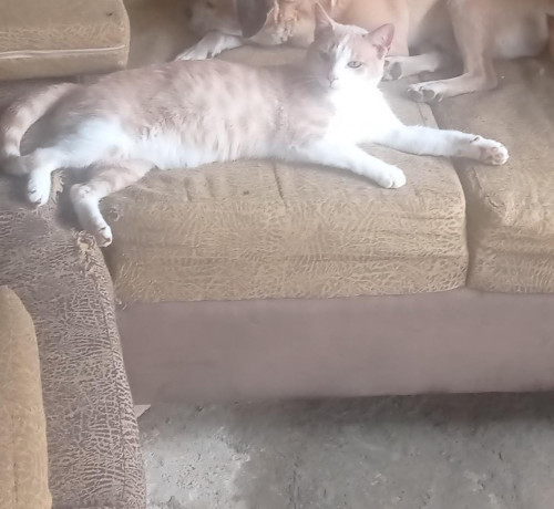Jonas