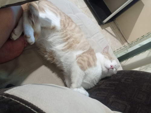 Jonas