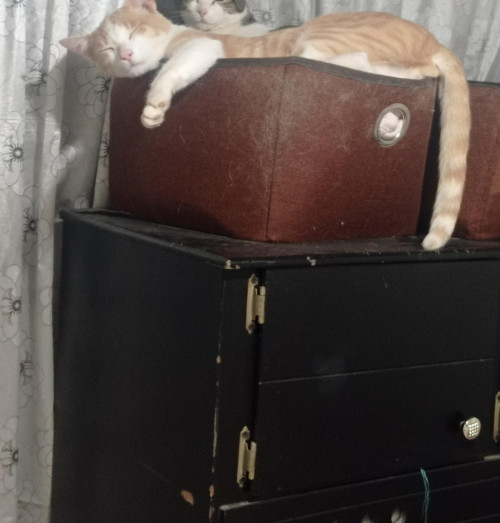 Jonas