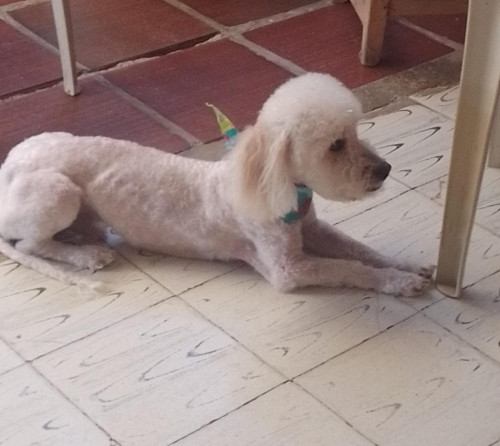 Teddy