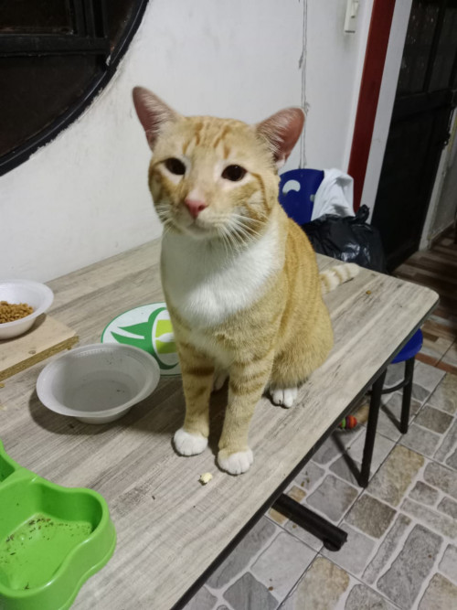 Tigre