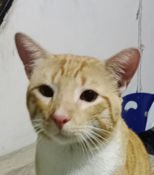 Tigre