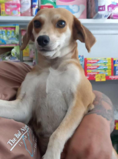 Niña