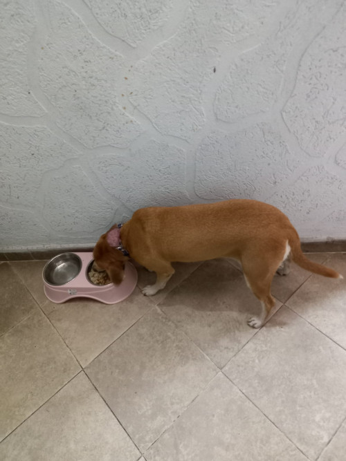 Niña