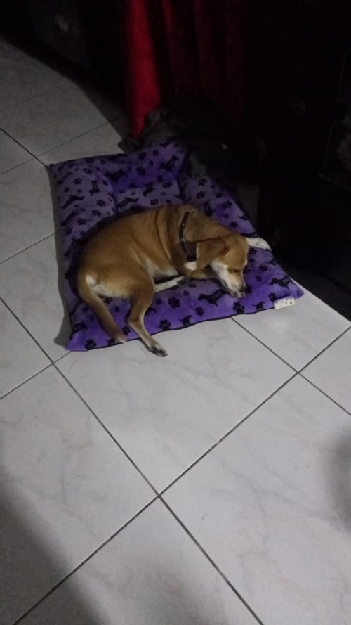 Niña