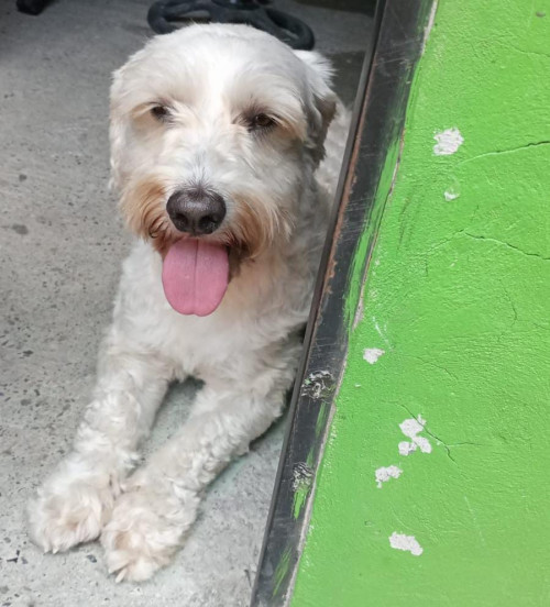 Simón