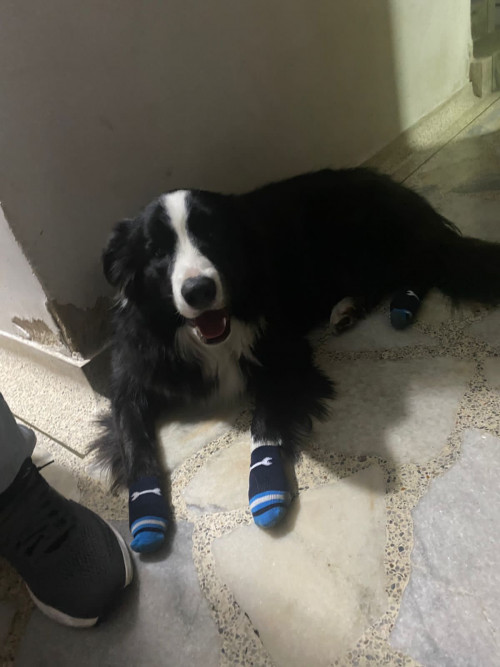 Zeus
