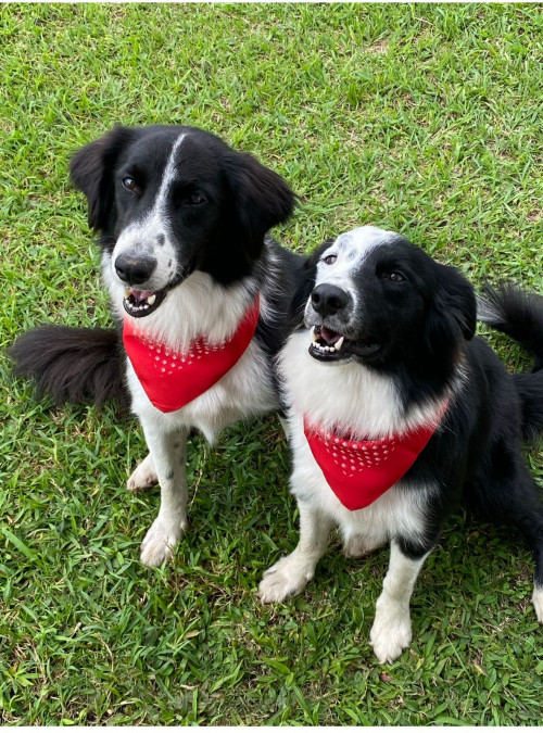 Hugo Y Fran