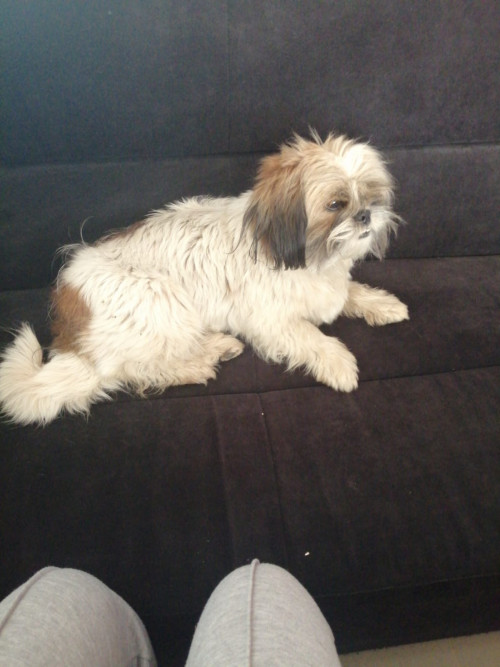 Milu