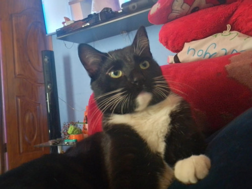 Balú