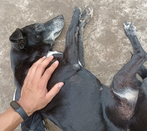 Negrita