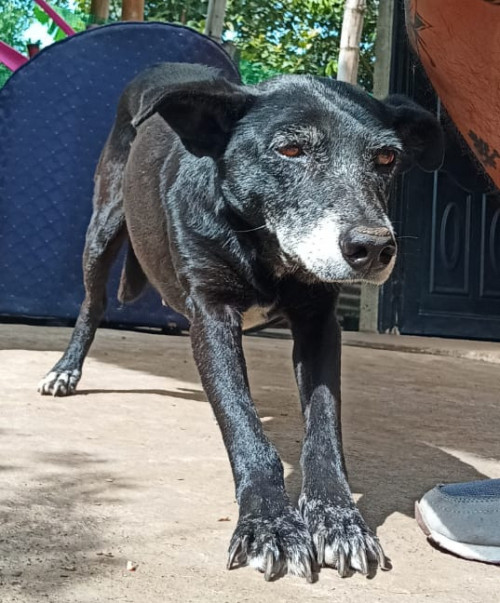 Negrita