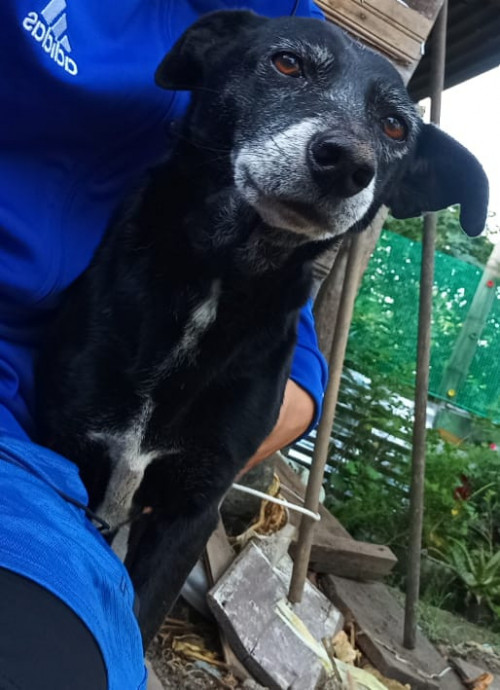 Negrita