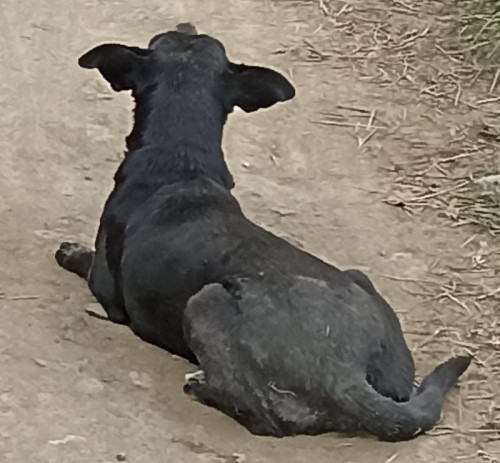 Negrita