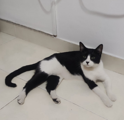 Milú