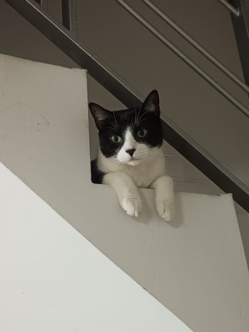 Milú