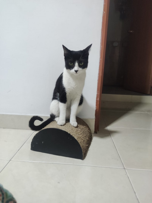 Milú