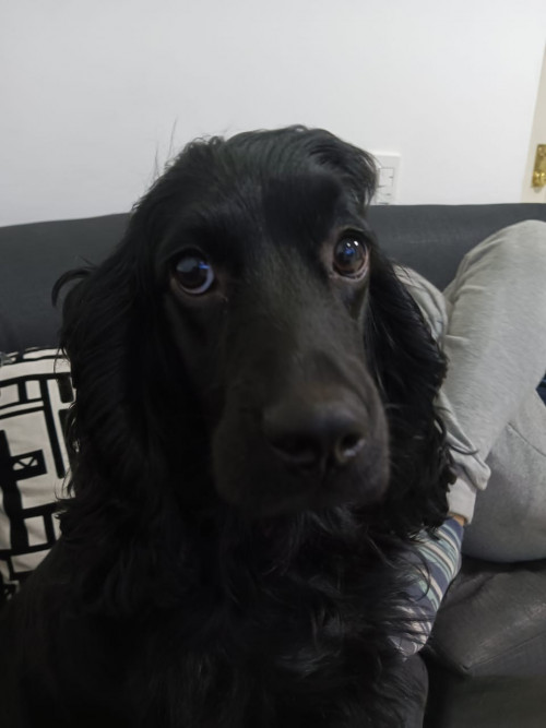 Bonnie