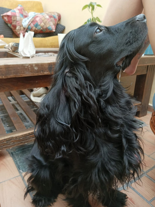 Bonnie