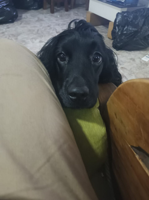Bonnie