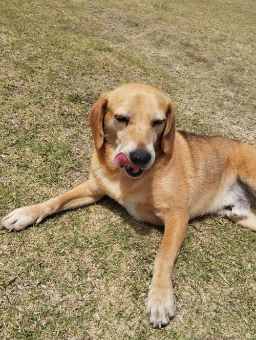 Cooper