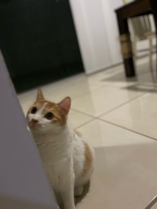 Michi