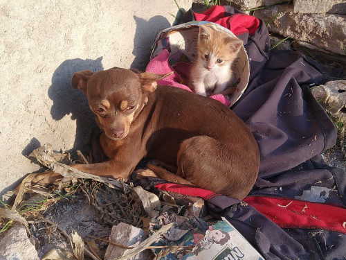 Canela